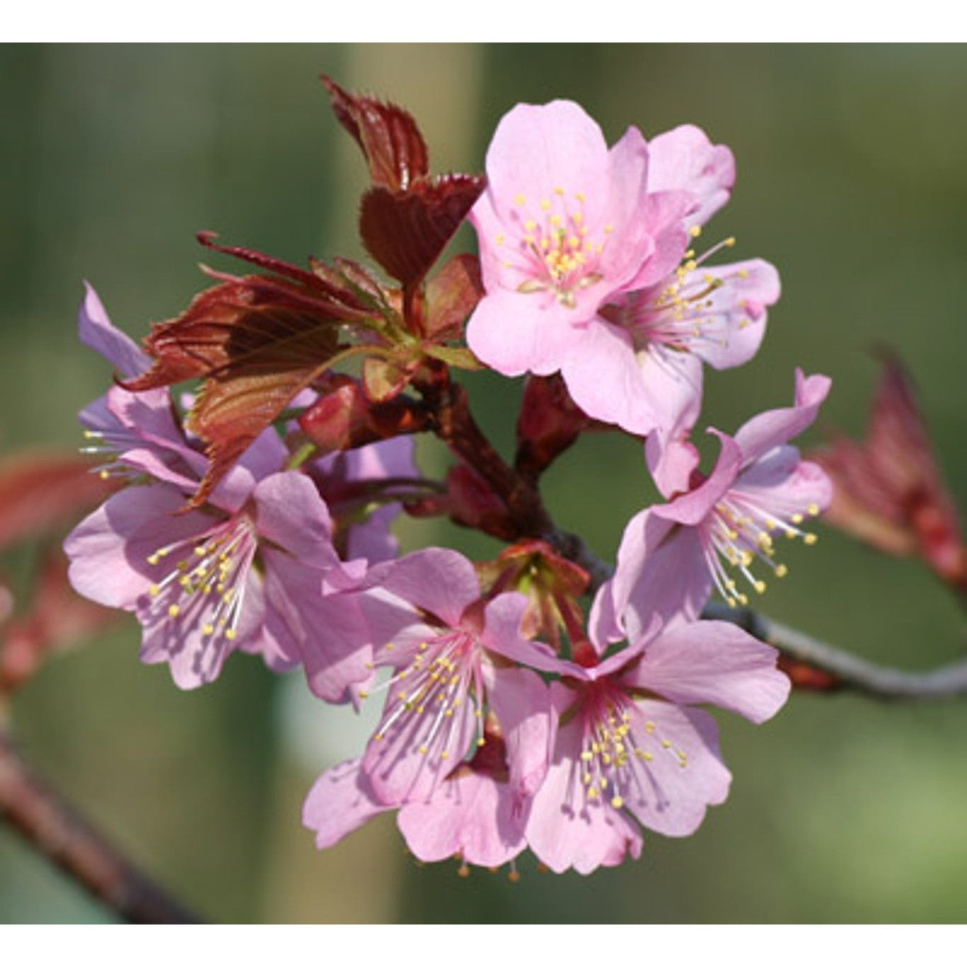 Sargentkörsbär – Prunus sargentii 'Rancho' - 16/18 in Cont HO/ST